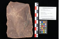 Foto (Objekt + Etikett) von Quercus palaeoilex Ettingshausen (NHMW-GEO-2024-0188-0881)